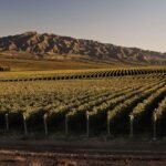 Viñedos en Pocito, San Juan