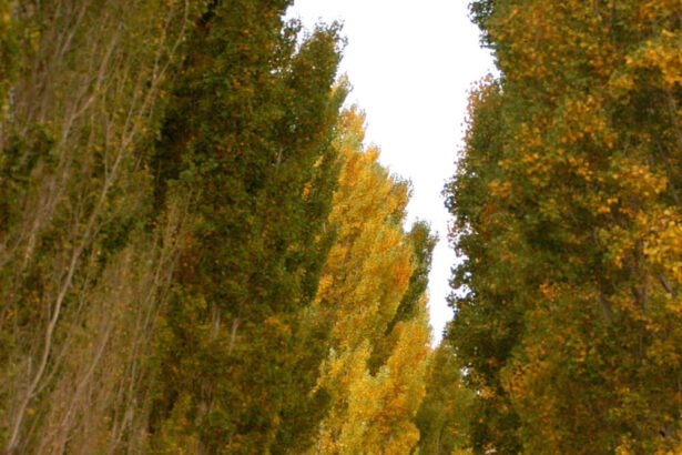 Alameda de Barreal, San Juan