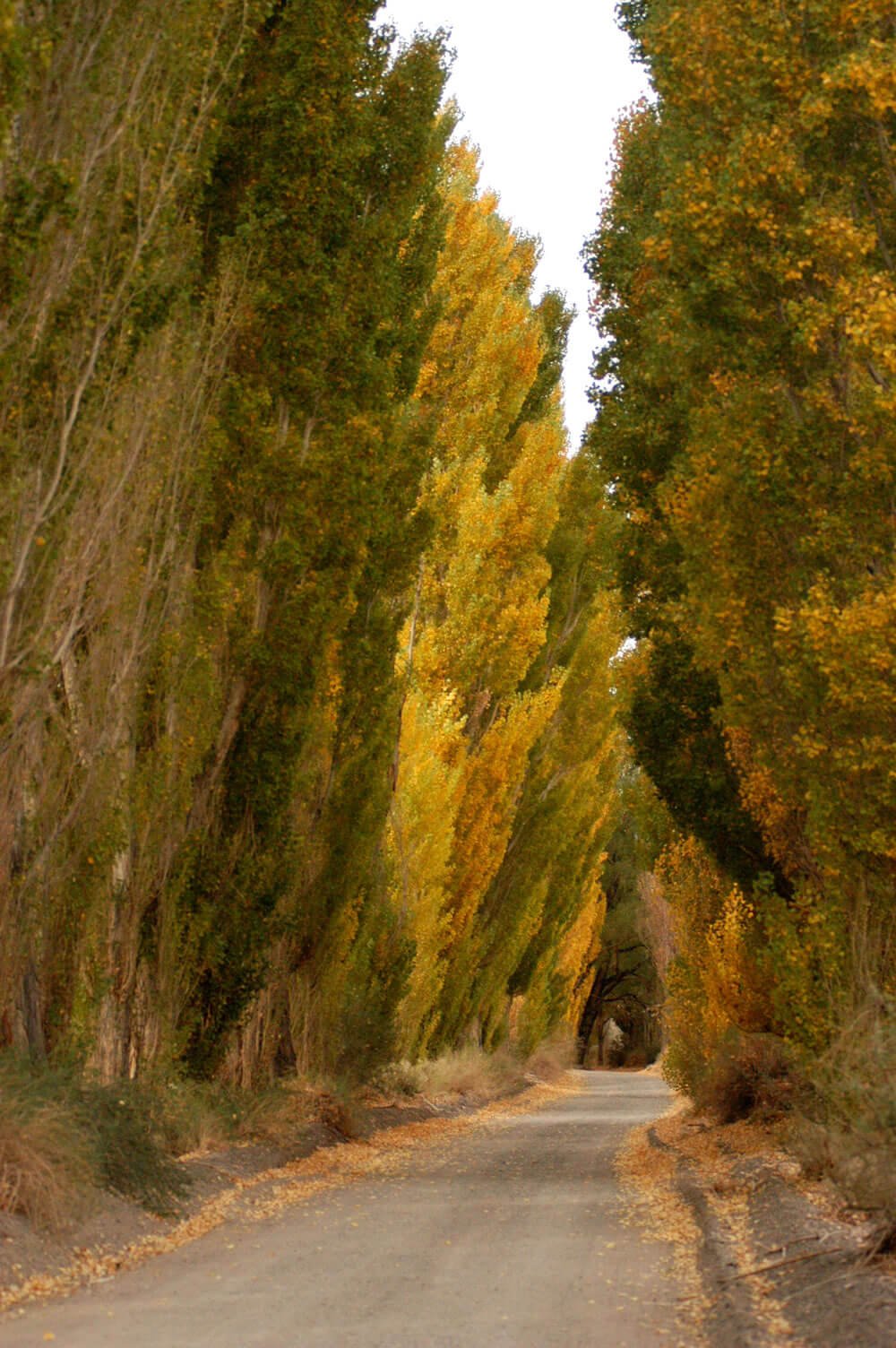 Alameda de Barreal, San Juan