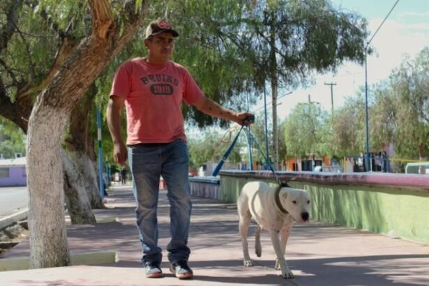 Mascotas: operativos gratuitos en Chimbas y Pocito
