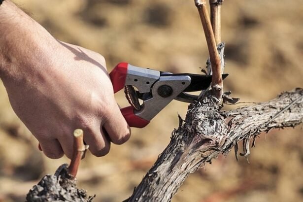 Créditos para poda y atada: hasta $750.000 por hectárea para productores