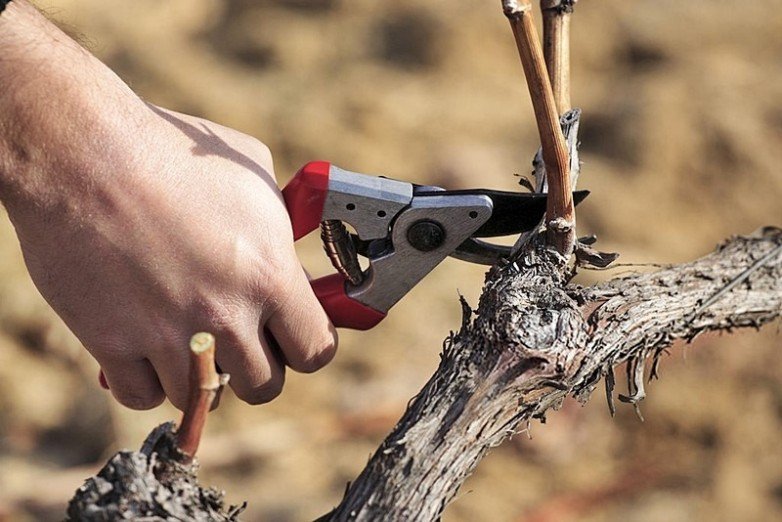 Créditos para poda y atada: hasta $750.000 por hectárea para productores