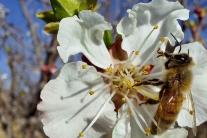 Polinización en San Juan: por qué las abejas son clave para la producción agropecuaria
