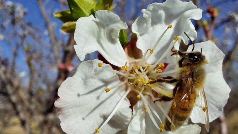 Polinización en San Juan: por qué las abejas son clave para la producción agropecuaria