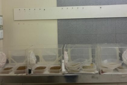 Mosca de los Frutos: San Juan incorpora material biológico para fortalecer el control