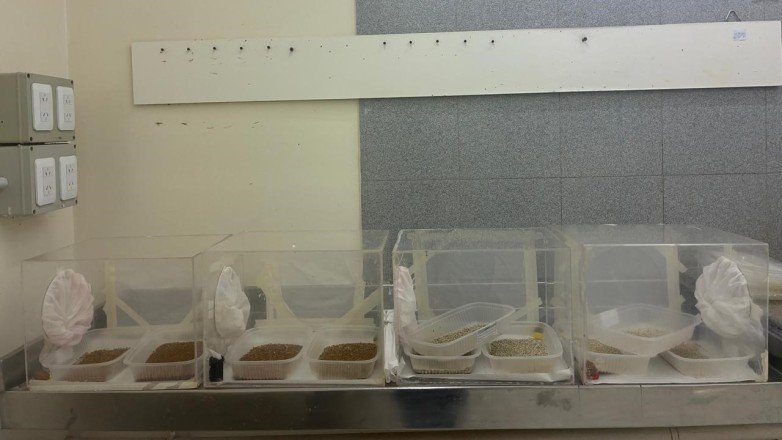 Mosca de los Frutos: San Juan incorpora material biológico para fortalecer el control